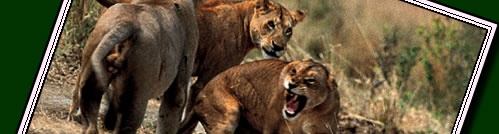 If you would like the chance to see these Mikumi National Park lions click here.